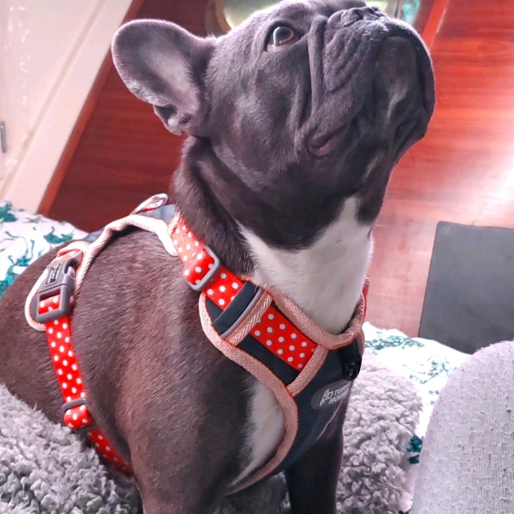 Tuff Hound No-Pull Harness